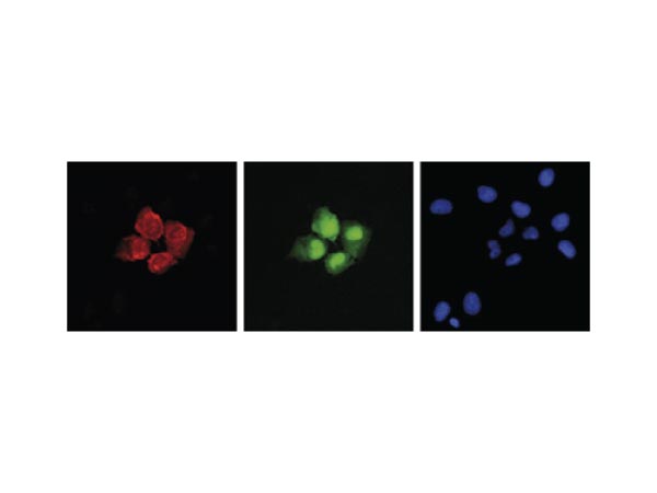 S. aureus CRISPR/Cas9 antibodies